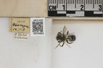 Media type: image;   Entomology 793882 Aspect: Labels